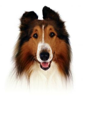 unknown Lassie movie poster
