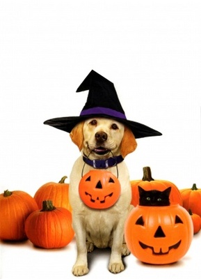 unknown The Dog Who Saved Halloween movie poster
