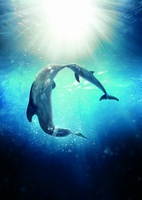 Dolphin Tale 2 Mouse Pad 1166984