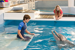 Dolphin Tale 2 Mouse Pad 1951668
