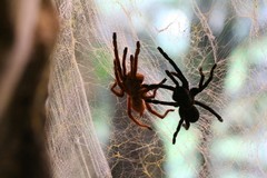 In the Spider's Web magic mug
