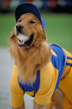 Air Bud: Seventh Inning Fetch Poster 2025878