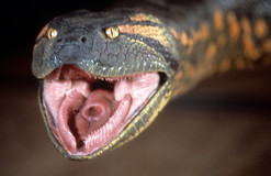 Anaconda tote bag #