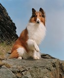 Lassie Wooden Framed Poster