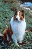 Lassie Poster 2061065