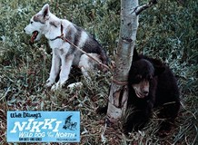 Nikki, Wild Dog of the North Wooden Framed Poster