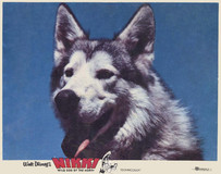 Nikki, Wild Dog of the North Canvas Poster