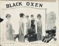 Black Oxen Wooden Framed Poster