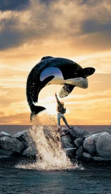 Free Willy Wood Print