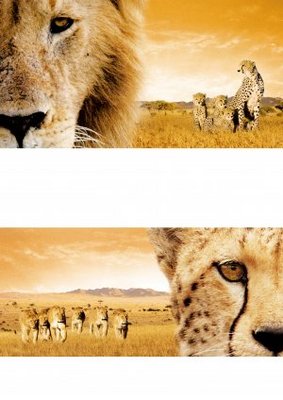 African Cats Poster 704182